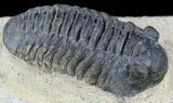 Acastoides Trilobite - Foum Zguid, Morocco #56494-2